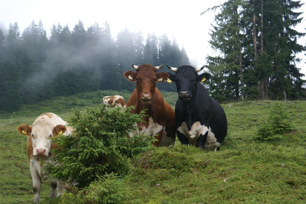 Sonneck Mühlbach am Hochkönig